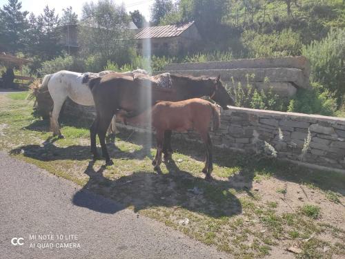 Gallery image of Hankavan HANKA HOME in Hankʼavan
