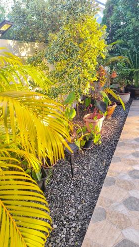 a row of plants in a garden with rocks at Yawee Homestay in Ban Phe