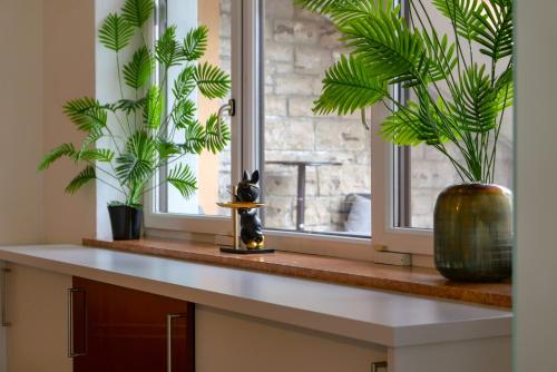 阿布特瑙Apartment Dachsteinblick Abtenau的厨房台面上，窗台上摆放着两盆植物。