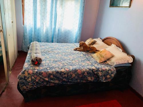 einem Hund, der in einem Schlafzimmer auf einem Bett liegt in der Unterkunft Sewwandi Home in Nikawatawana