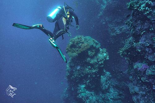 GuindulmanにあるDENTRISTOD Vacation Rentalのサンゴ礁でのスキューバダイビング