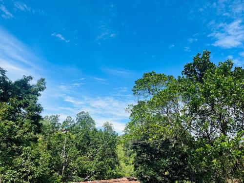 un groupe d'arbres à ciel bleu en arrière-plan dans l'établissement Ella EDAN Homestay, à Ella