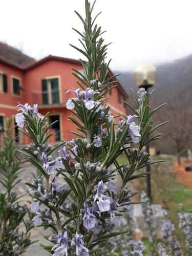 Κήπος έξω από το Villa Bella bed and breakfast