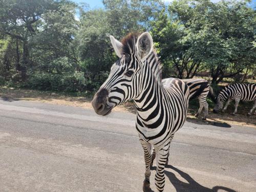 Animales en el departamento o alrededores