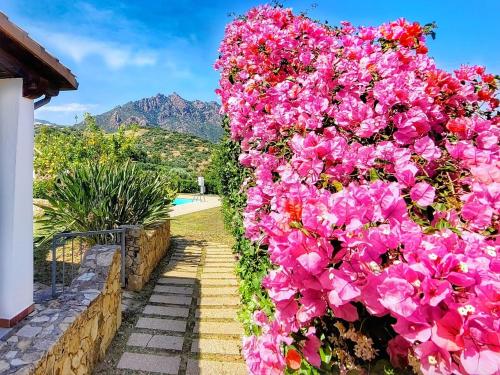 a bunch of pink flowers on a wall at Villa Sa Perla - Pool, Panoramic View, 250m to Seafront, 650m to Beach in Marina di Gairo