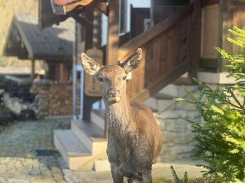 Zvířata v penzionu nebo okolí