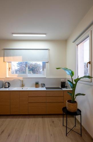 a kitchen with a sink and a potted plant at Shifon Ein Zivan in Ein Zivan