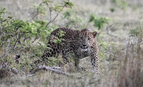 a leopard standing in a field of grass at Camp Leopard - Yala Safari Glamping in Yala
