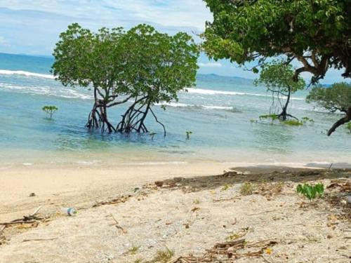 una playa con algunos árboles en el agua en MALLICK PALACE NEIL Island, en Neil Island