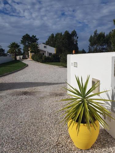 a yellow plant in a yellow pot next to a white wall at Quinta da Familia in Caldas da Rainha