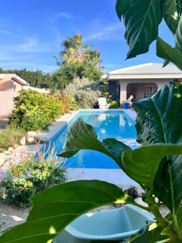 Πισίνα στο ή κοντά στο Tropical Breeze "Dushi Bida"