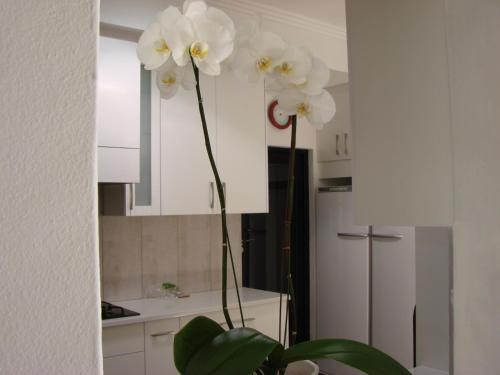 dos flores blancas sentadas en la parte superior de una cocina en Jedidja Bed and Breakfast, en Bloemfontein