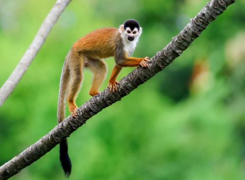 Zvířata v apartmánu nebo okolí