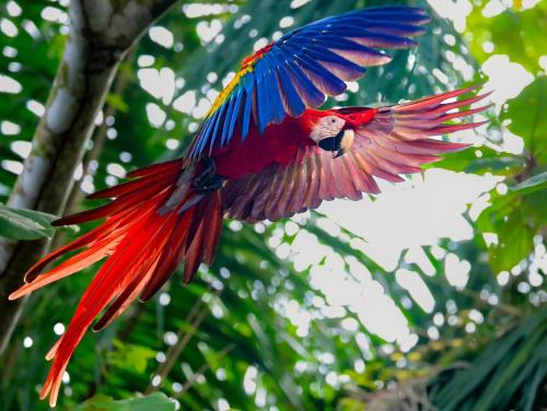 Fotografie z fotogalerie ubytování Enchanting Corcovado Apartment v destinaci Puerto Jiménez