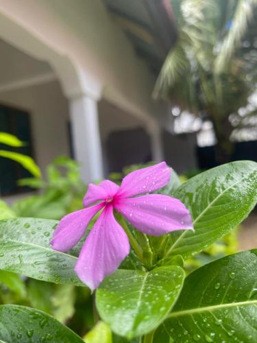 Zahrada ubytování Uzuri house