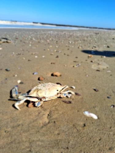 Pláž u prázdninového domu