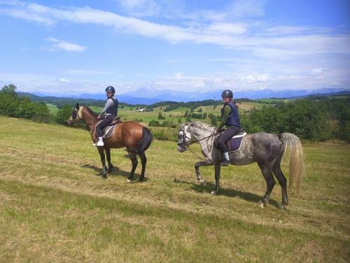 公寓内部或周边的动物