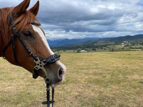 公寓内部或周边的动物