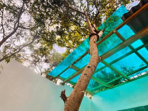 a tree looking up at the sky from below at Ryo hostel in Ahangama
