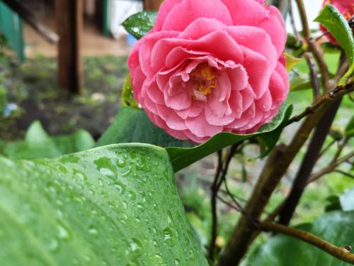 eine rosa Rose mit Wassertropfen drauf in der Unterkunft Quincho in Mar del Plata