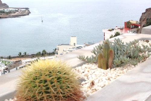 Terrasol con Cactus Monsenor