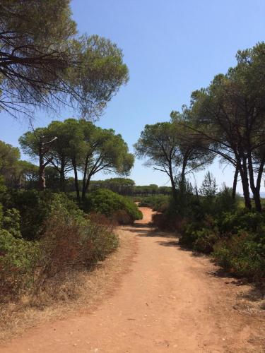 a dirt road with trees on the side of it at Rosanna House in Bombarde Beach in Alghero