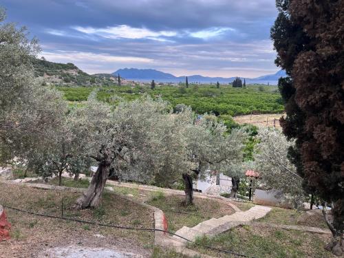 a group of olive trees with mountains in the background at Olive Hill in Ancient Epidauros