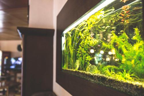 a fish tank on a wall with plants in it at Hotel Racek in Úštěk