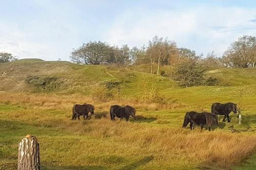 a group of cows grazing in a grassy field at Lovely Studio with Patio and Garden in Westenschouwen