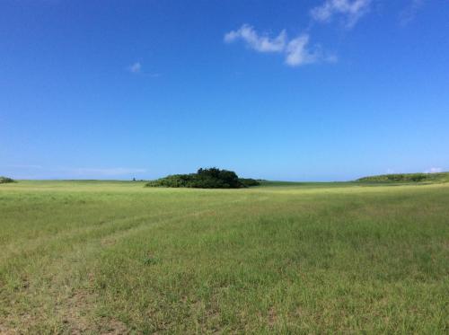 a green field with a tree in the middle of it at Seaside House Nirai in Miyako Island