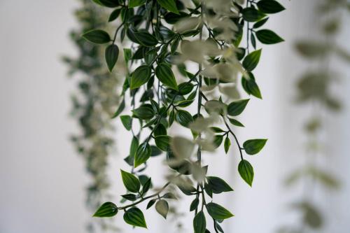 um close-up de uma planta com flores brancas em Murleben Appartements em Stadl an der Mur