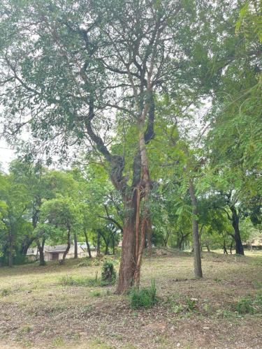 a large tree in the middle of a field at Hlatsi Bushview Apartments & Safaris in Hazyview