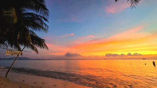 eine Palme an einem Strand mit einem Sonnenuntergang in der Unterkunft Green Heaven Bungalows in Nathon Bay