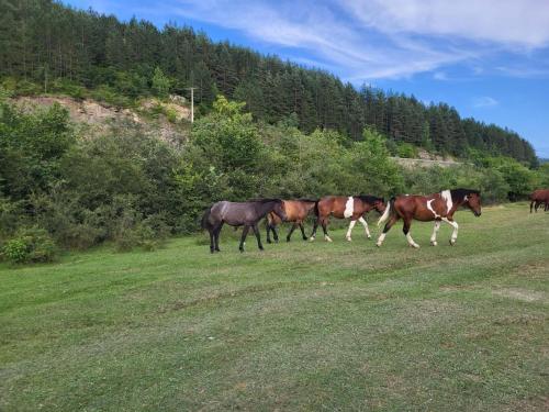 Άλλα ζώα σε αυτή η παραθεριστική κατοικία ή στη γύρω περιοχή