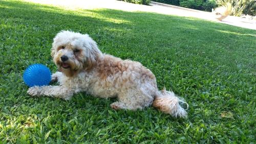 Κατοικίδιο ή κατοικίδια επισκεπτών που μένουν στο Studio ideal 3 huéspedes a un paso de palmas