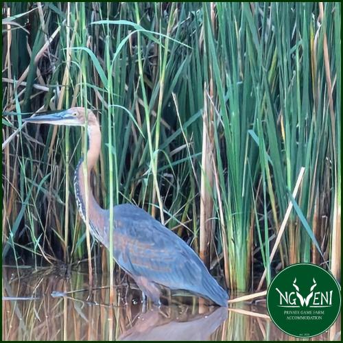 Άλλα ζώα σε αυτό το κάμπινγκ ή στη γύρω περιοχή