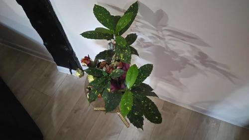 a plant in a vase sitting on the floor at He-Ra Apartments with Free Parking in Skopje