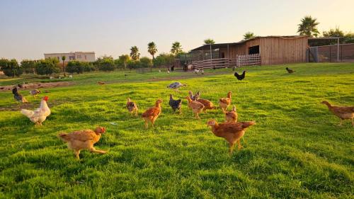 Galeriebild der Unterkunft l'oasis de paix in Aït Amara