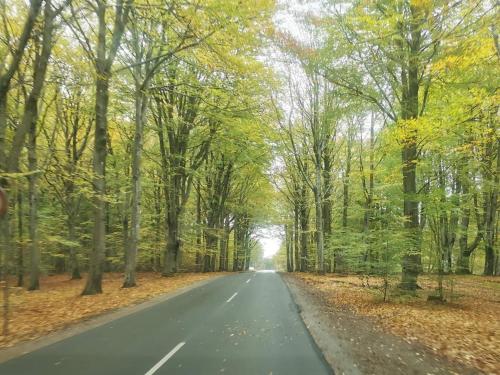 an empty road through a forest in the fall at 4 star holiday home in Henne in Henne Strand