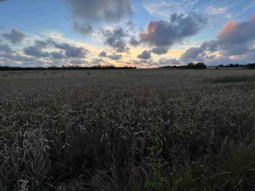 a field of corn with the sky in the background at 4 star holiday home in Henne in Henne Strand