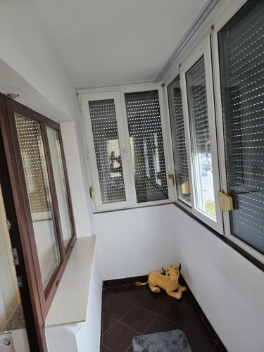 a dog sitting on a floor in a room with windows at Noah Apartment in Craiova