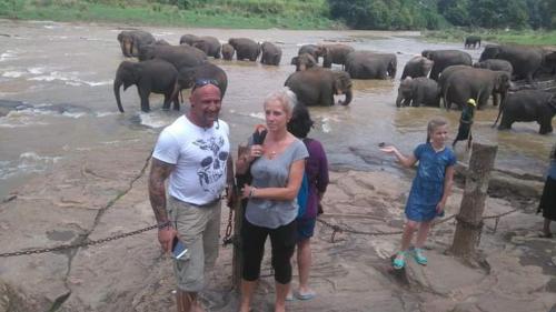 Un hombre y una mujer de pie frente a una manada de elefantes. en Indivilla, en Kalutara