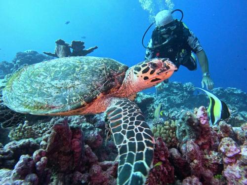 Um homem no oceano observando uma tartaruga em um recife. em Monita Villa Rangiroa em Tiputa