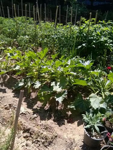 Ein Garten an der Unterkunft Arcamyrtus
