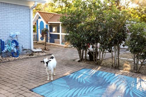 Majutusasutuse Cute Tiny Home with Animals near the Gulf Coast in Navarre, Florida külastajatega peatuv lemmikloom või lemmikloomad