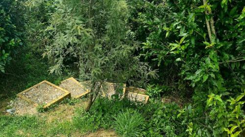 an object sitting in the grass next to a tree at The Geodesic Dome in Pohara Golden Bay in Pohara