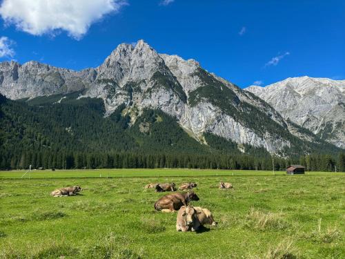 a herd of cows laying in a field in front of mountains at Ahrnerhof in Leutasch