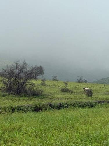 a horse standing in a field of green grass at Evan Rest House in Salalah