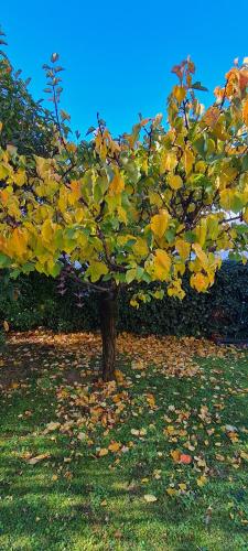 Zahrada ubytování Villa gli Ulivi Chalten Apartment