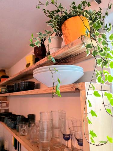 a shelf with glasses and a plant on it at Homely 2Bedroom in the Center of Eindhoven in Eindhoven
